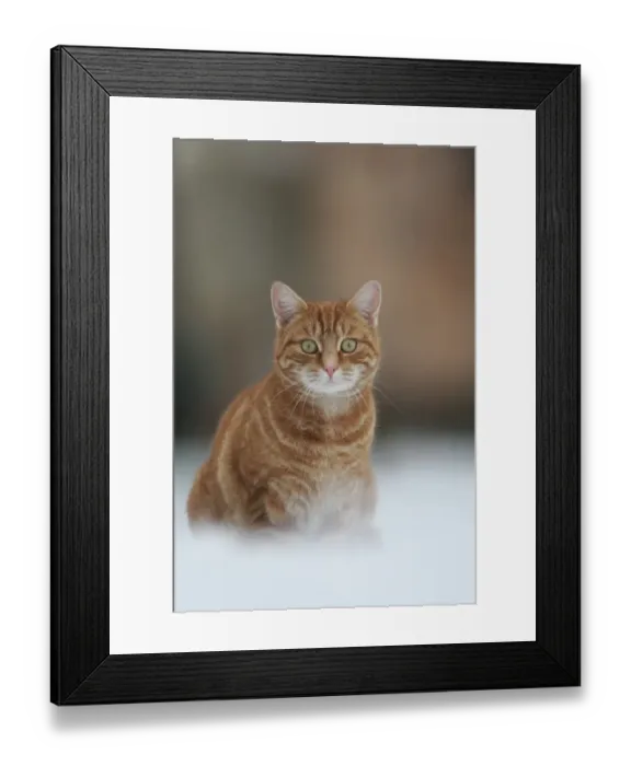 Framed Print : Domestic Cat, ginger tabby, adult, sitting in snow, Sheffield, South Yorkshire, England, winter Framed Print : Domestic Cat, ginger tabby, adult, sitting in snow, Sheffield, South Yorkshire, England, winter