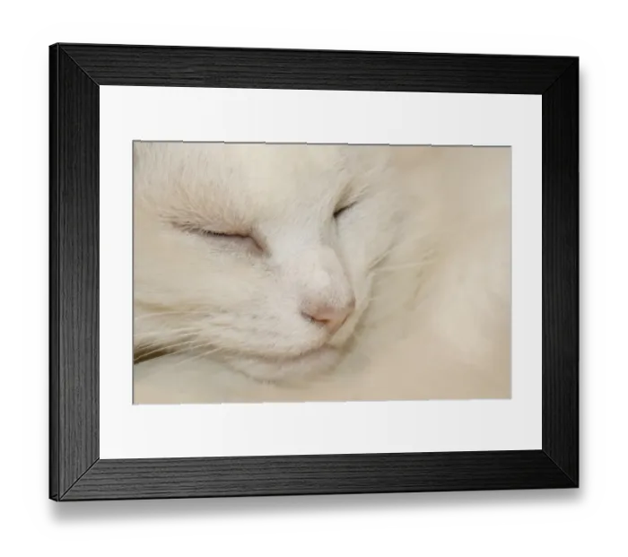 Framed Print : Domestic Cat, white adult female, sleeping, close-up of head, Suffolk, England, august Framed Print : Domestic Cat, white adult female, sleeping, close-up of head, Suffolk, England, august