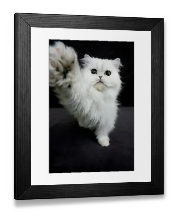 Framed Print : Domestic Cat, Chinchilla Persian, adult, playing with camera Framed Print : Domestic Cat, Chinchilla Persian, adult, playing with camera