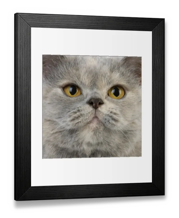 Framed Print : Domestic Cat, Blue Cream British Shorthair, adult female, close-up of face Framed Print : Domestic Cat, Blue Cream British Shorthair, adult female, close-up of face