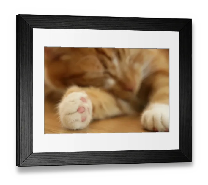 Framed Print : Domestic Cat, ginger and white tabby, adult, sleeping, close-up of paws, England Framed Print : Domestic Cat, ginger and white tabby, adult, sleeping, close-up of paws, England