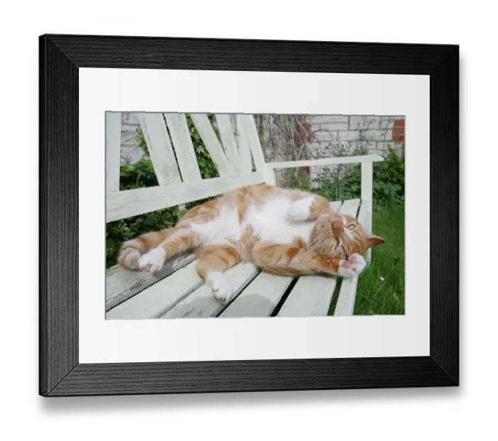 Framed Print : Domestic Cat, ginger and white tabby, adult, rolling on garden bench, England, april Framed Print : Domestic Cat, ginger and white tabby, adult, rolling on garden bench, England, april