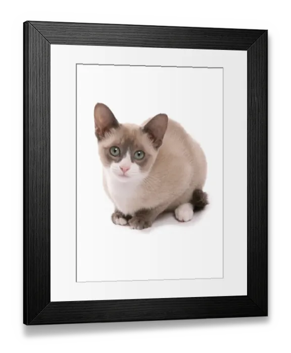 Framed Print : Domestic Cat, Snowshoe, kitten, sitting