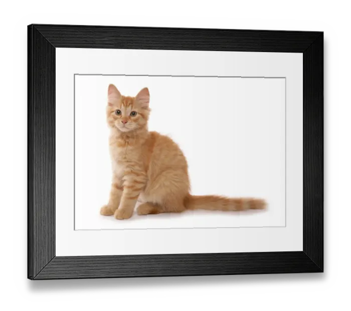 Framed Print : Domestic Cat, Red Siberian Tabby, kitten, fifteen-weeks old, sitting Framed Print : Domestic Cat, Red Siberian Tabby, kitten, fifteen-weeks old, sitting