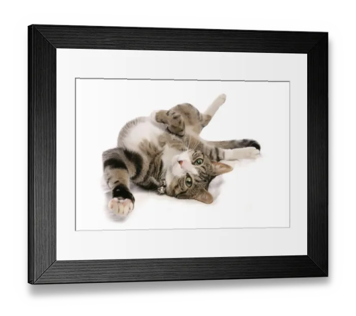 Framed Print : Domestic Cat, tabby and white, adult female, rolling on back, with collar and bells