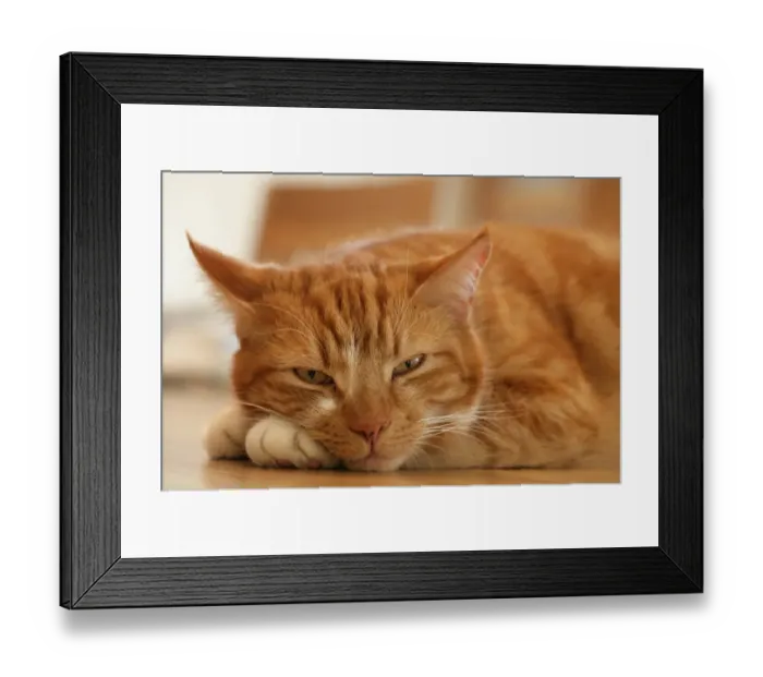 Framed Print : Domestic Cat, ginger tabby, adult male, resting, close-up of head, England, march Framed Print : Domestic Cat, ginger tabby, adult male, resting, close-up of head, England, march