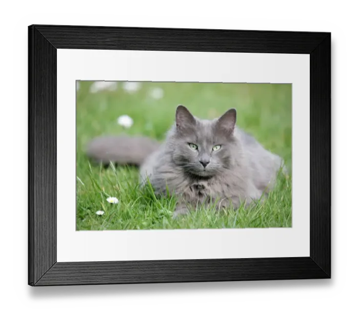 Framed Print : Domestic Cat, grey adult, resting on garden lawn, England, march Framed Print : Domestic Cat, grey adult, resting on garden lawn, England, march