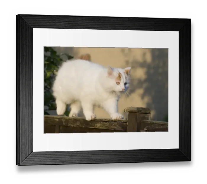 Framed Print : Domestic Cat, Turkish Van, adult, walking along garden fence, England, may Framed Print : Domestic Cat, Turkish Van, adult, walking along garden fence, England, may