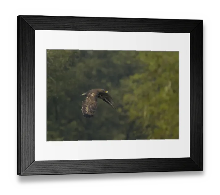 Framed Print : Crested Serpent-eagle (Spilornis cheela) adult, in flight, Keoladeo Ghana N. P. (Bharatpur), Rajasthan, India Framed Print : Crested Serpent-eagle (Spilornis cheela) adult, in flight, Keoladeo Ghana N. P. (Bharatpur), Rajasthan, India