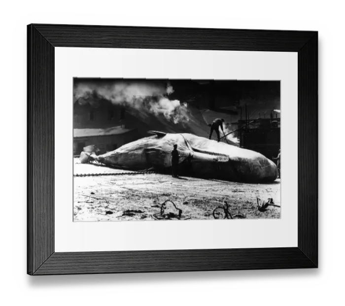 Framed Print : Destruction - Whaling / Butchering of Sperm Whale at whaling station Framed Print : Destruction - Whaling / Butchering of Sperm Whale at whaling station