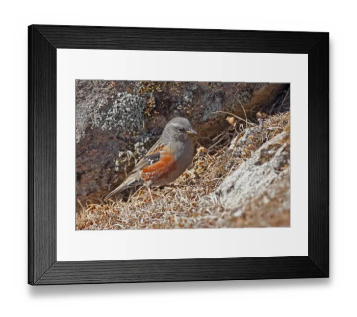Framed Print : Alpine Accentor (Prunella collaris nipalensis) adult, standing on dry vegetation, Sela Pass, Arunachal Pradesh, India Framed Print : Alpine Accentor (Prunella collaris nipalensis) adult, standing on dry vegetation, Sela Pass, Arunachal Pradesh, India