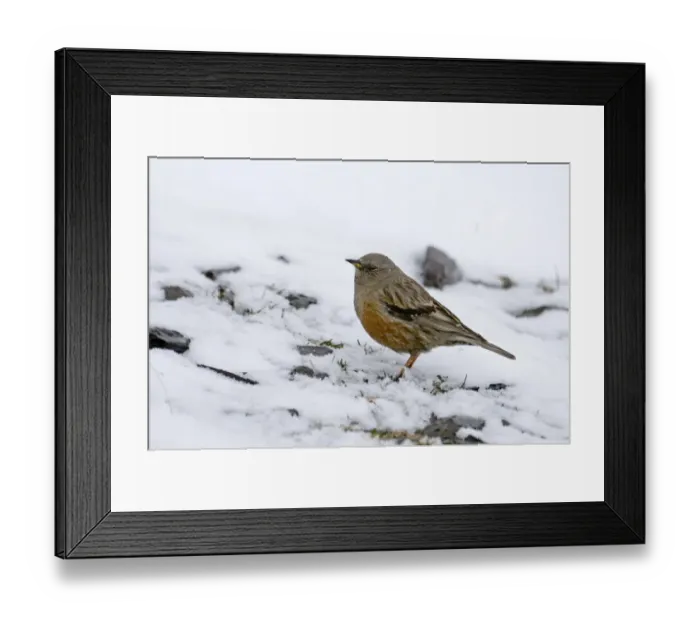 Framed Print : Alpine Accentor (Prunella collaris) adult, standing in snow, Greater Caucasus, Caucasus Mountains, Georgia, spring Framed Print : Alpine Accentor (Prunella collaris) adult, standing in snow, Greater Caucasus, Caucasus Mountains, Georgia, spring