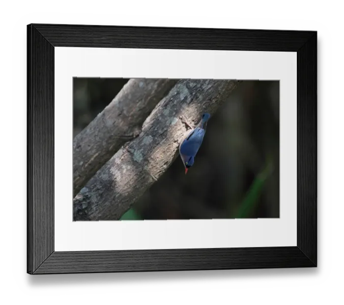 Framed Print : Velvet-fronted Nuthatch (Sitta frontalis) adult, clinging to tree branch, Corbett N. P. Uttarakhand, India, february Framed Print : Velvet-fronted Nuthatch (Sitta frontalis) adult, clinging to tree branch, Corbett N. P. Uttarakhand, India, february