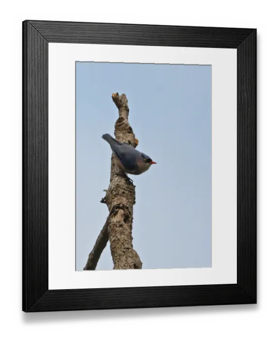 Framed Print : Velvet-fronted Nuthatch (Sitta frontalis frontalis) adult, clinging to dead tree trunk, Kaeng Krachan N. P Framed Print : Velvet-fronted Nuthatch (Sitta frontalis frontalis) adult, clinging to dead tree trunk, Kaeng Krachan N. P
