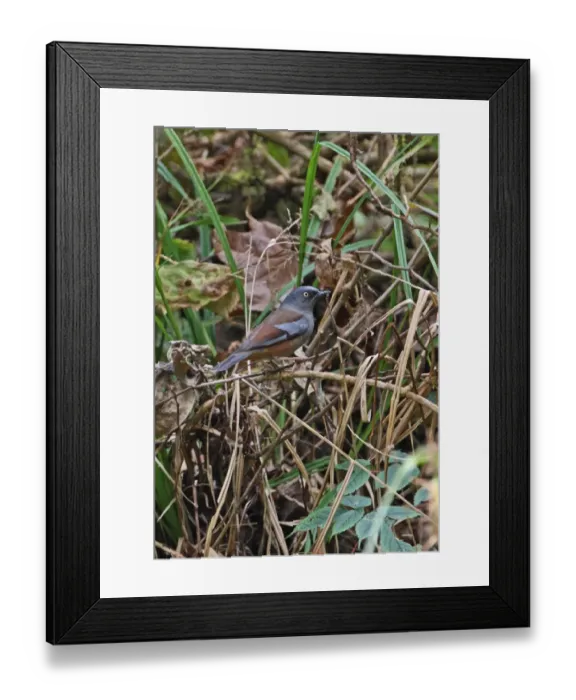 Framed Print : Maroon-backed Accentor (Prunella immaculata) adult, perched in undergrowth, Eaglenest Wildlife Sanctuary Framed Print : Maroon-backed Accentor (Prunella immaculata) adult, perched in undergrowth, Eaglenest Wildlife Sanctuary