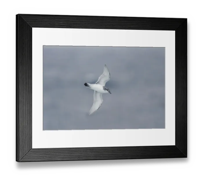 Framed Print : Antarctic Prion (Pachyptila desolata) adult, in flight over sea, Antarctic Ocean, off South Georgia