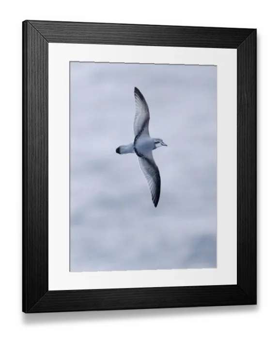 Framed Print : Antarctic Prion (Pachyptila desolata) adult, in flight over sea, Drake Passage, Southern Ocean, november Framed Print : Antarctic Prion (Pachyptila desolata) adult, in flight over sea, Drake Passage, Southern Ocean, november