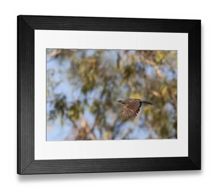 Framed Print : Apostlebird (Struthidea cinerea) adult, in flight, Queensland, Australia Framed Print : Apostlebird (Struthidea cinerea) adult, in flight, Queensland, Australia