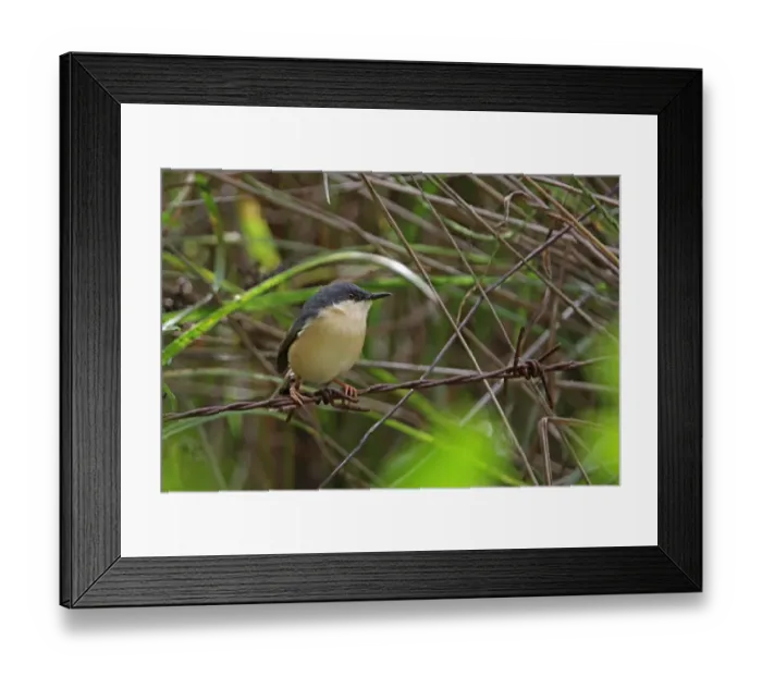 Framed Print : Ashy Prinia (Prinia socialis brevicauda) endemic race, adult, perched on barbed wire, Sri Lanka, december Framed Print : Ashy Prinia (Prinia socialis brevicauda) endemic race, adult, perched on barbed wire, Sri Lanka, december