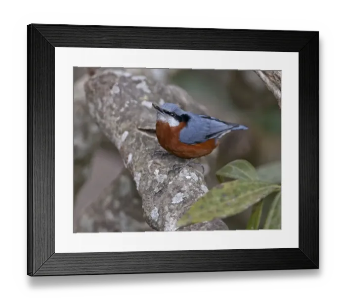 Framed Print : Chestnut-bellied Nuthatch (Sitta castanea) adult male, perched on branch, Uttaranchal, India, january Framed Print : Chestnut-bellied Nuthatch (Sitta castanea) adult male, perched on branch, Uttaranchal, India, january