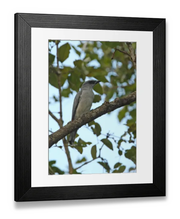Framed Print : Large Cuckoo-shrike (Coracina macei layardi) endemic race, adult male, perched on branch, Sri Lanka, december Framed Print : Large Cuckoo-shrike (Coracina macei layardi) endemic race, adult male, perched on branch, Sri Lanka, december