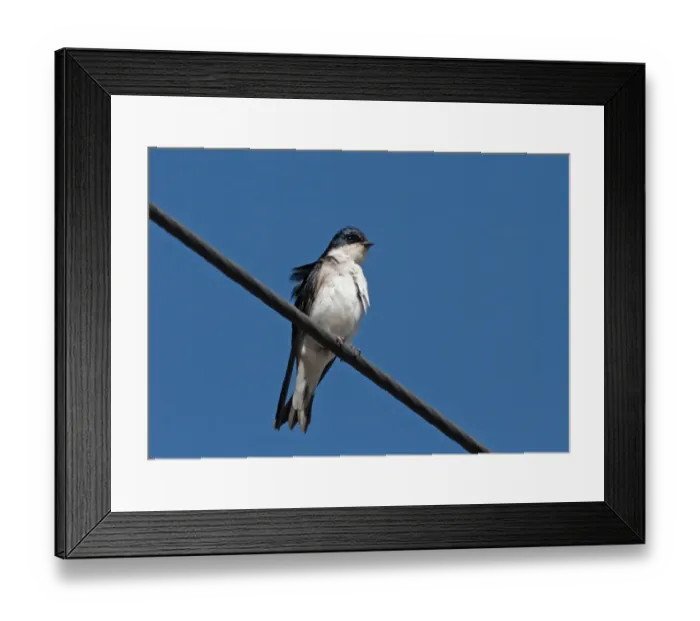 Framed Print : Chilean Swallow (Tachycineta meyeni) adult, perched on overhead wire, Villa Pehuenia, Neuquen, Argentina, december Framed Print : Chilean Swallow (Tachycineta meyeni) adult, perched on overhead wire, Villa Pehuenia, Neuquen, Argentina, december