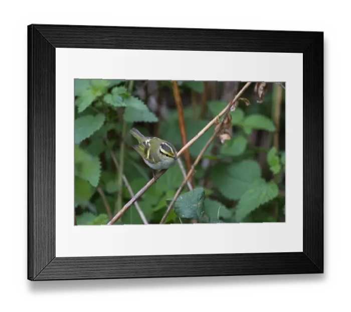 Framed Print : Pallass Warbler (Phylloscopus proregulus) adult, autumn vagrant, perched on stem, Burnham Overy, Norfolk, England Framed Print : Pallass Warbler (Phylloscopus proregulus) adult, autumn vagrant, perched on stem, Burnham Overy, Norfolk, England