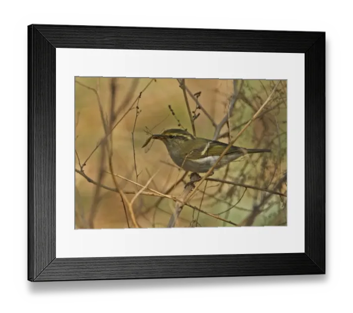 Framed Print : Pallass Warbler (Phylloscopus proregulus) adult, with cranefly prey in beak, perched on stem, Hebei, China, may Framed Print : Pallass Warbler (Phylloscopus proregulus) adult, with cranefly prey in beak, perched on stem, Hebei, China, may