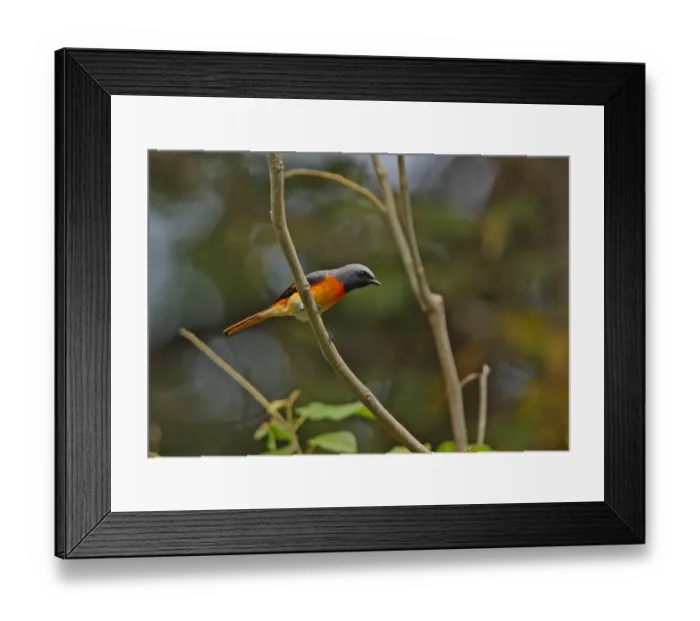 Framed Print : Small Minivet (Pericrocotus cinnamomeus) adult male, perched on branch, Sri Lanka, december Framed Print : Small Minivet (Pericrocotus cinnamomeus) adult male, perched on branch, Sri Lanka, december