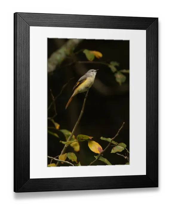 Framed Print : Small Minivet (Pericrocotus cinnamomeus) adult female, perched on twig, Sri Lanka, december Framed Print : Small Minivet (Pericrocotus cinnamomeus) adult female, perched on twig, Sri Lanka, december