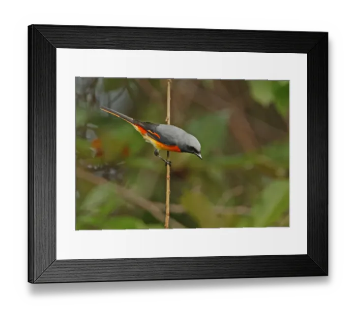 Framed Print : Small Minivet (Pericrocotus cinnamomeus) adult male, perched on twig, Sri Lanka, december Framed Print : Small Minivet (Pericrocotus cinnamomeus) adult male, perched on twig, Sri Lanka, december