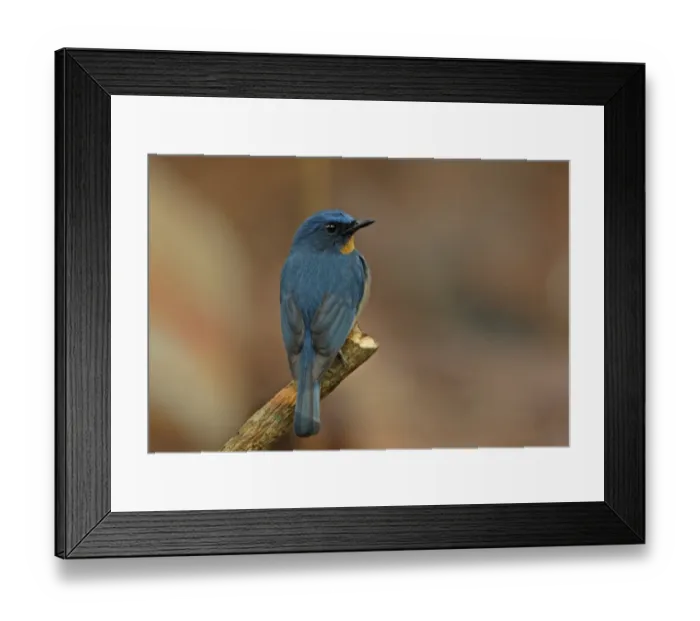 Framed Print : Tickells Blue-flycatcher (Cyornis tickelliae jerdoni) endemic race, adult male, perched on stick, Sri Lanka, december Framed Print : Tickells Blue-flycatcher (Cyornis tickelliae jerdoni) endemic race, adult male, perched on stick, Sri Lanka, december