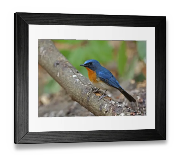 Framed Print : Tickell's Blue-flycatcher (Cyornis tickelliae indochina) adult male, perched on branch, Kaeng Krachan N. P. Thailand, february Framed Print : Tickell's Blue-flycatcher (Cyornis tickelliae indochina) adult male, perched on branch, Kaeng Krachan N. P. Thailand, february