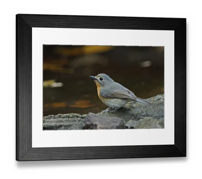 Framed Print : Tickells Blue-flycatcher (Cyornis tickelliae indochina) adult female, drinking at forest pool, Kaeng Krachan N. P Framed Print : Tickells Blue-flycatcher (Cyornis tickelliae indochina) adult female, drinking at forest pool, Kaeng Krachan N. P