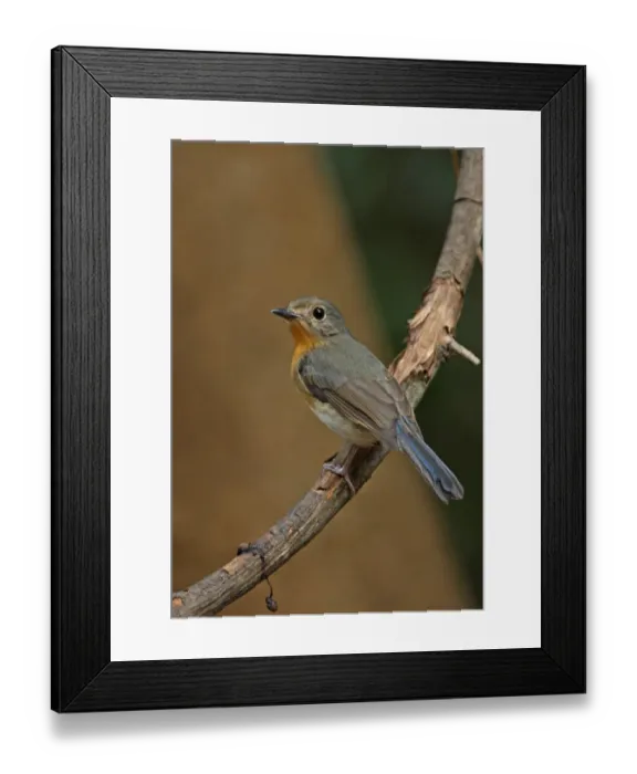 Framed Print : Tickell's Blue-flycatcher (Cyornis tickelliae indochina) adult female, perched on branch, Kaeng Krachan N. P. Thailand, february Framed Print : Tickell's Blue-flycatcher (Cyornis tickelliae indochina) adult female, perched on branch, Kaeng Krachan N. P. Thailand, february