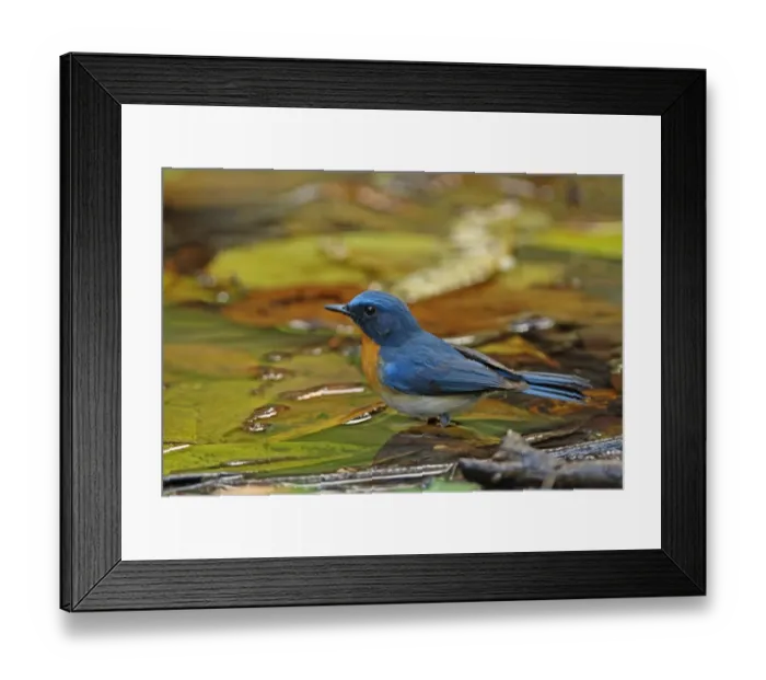 Framed Print : Tickells Blue-flycatcher (Cyornis tickelliae indochina) adult male, standing in forest pool, Kaeng Krachan N. P Framed Print : Tickells Blue-flycatcher (Cyornis tickelliae indochina) adult male, standing in forest pool, Kaeng Krachan N. P