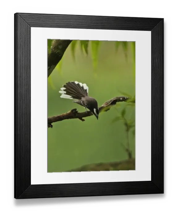 Framed Print : White-browed Fantail (Rhipidura aureola) adult male, fanning tail in display, perched on branch, Sri Lanka, december Framed Print : White-browed Fantail (Rhipidura aureola) adult male, fanning tail in display, perched on branch, Sri Lanka, december