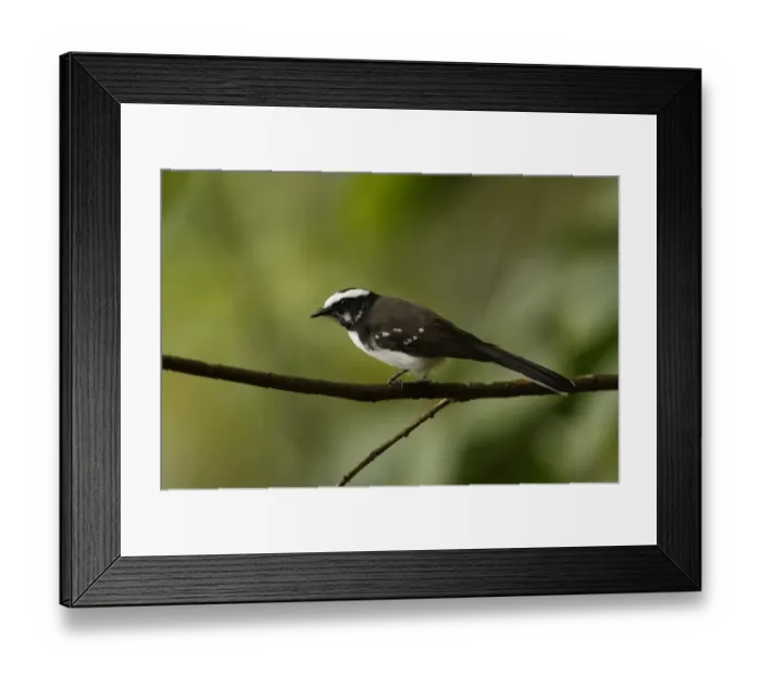 Framed Print : White-browed Fantail (Rhipidura aureola) adult, perched on twig, Sri Lanka, december Framed Print : White-browed Fantail (Rhipidura aureola) adult, perched on twig, Sri Lanka, december