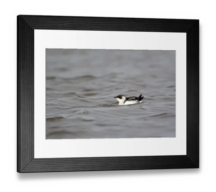 Framed Print : Little Auk (Alle alle) adult, winter plumage, swimming, Suffolk, England, november Framed Print : Little Auk (Alle alle) adult, winter plumage, swimming, Suffolk, England, november