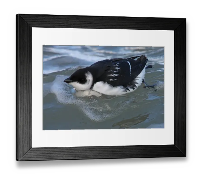 Framed Print : Little Auk (Alle alle) adult, winter plumage, swimming at sea, Norfolk, England, october