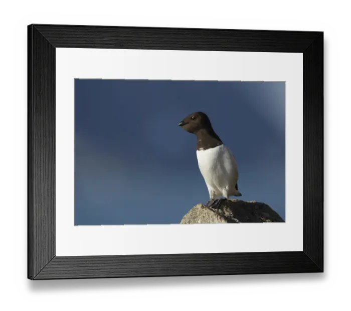 Framed Print : Little Auk (Alle alle) adult, summer plumage, with full crop, standing on rock, Svalbard Framed Print : Little Auk (Alle alle) adult, summer plumage, with full crop, standing on rock, Svalbard