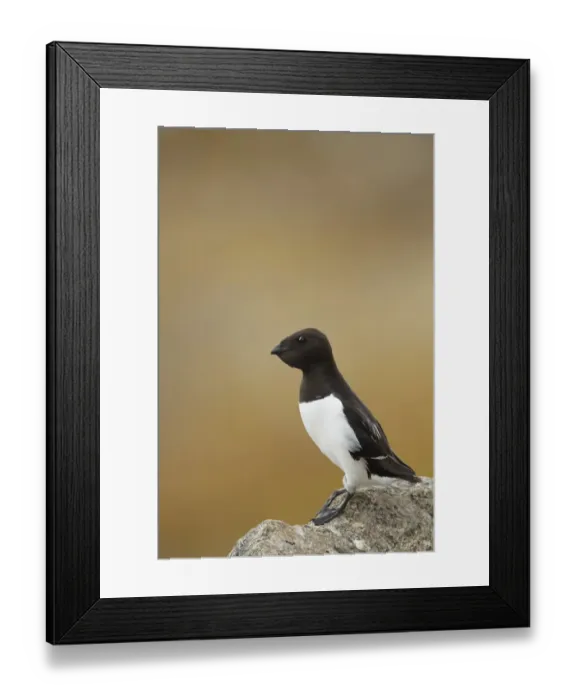 Framed Print : Little Auk (Alle alle) adult, summer plumage, with full crop, standing on rock, Svalbard