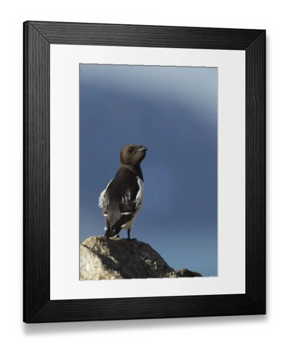 Framed Print : Little Auk (Alle alle) adult, summer plumage, with full crop, standing on rock, Svalbard