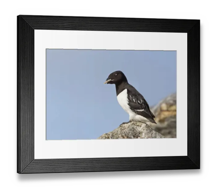 Framed Print : Little Auk (Alle alle) adult male, summer plumage, with stone in beak as offering to female in breeding colony, Spitzbergen, Svalbard, july Framed Print : Little Auk (Alle alle) adult male, summer plumage, with stone in beak as offering to female in breeding colony, Spitzbergen, Svalbard, july