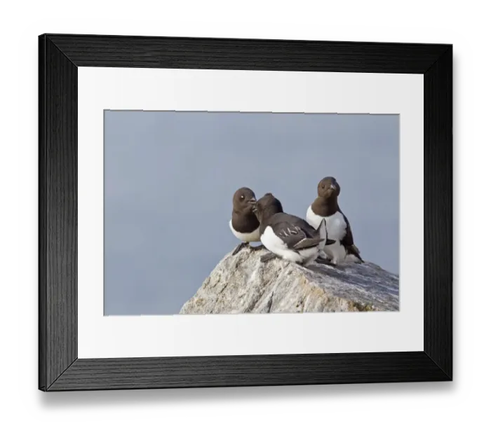 Framed Print : Little Auk (Alle alle) three adults, summer plumage, quarreling on rock at breeding colony, Spitzbergen, Svalbard, july