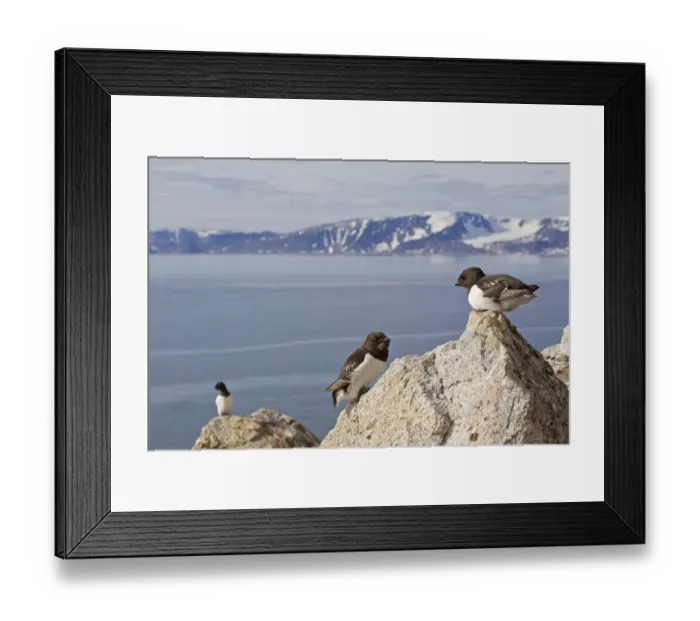 Framed Print : Little Auk (Alle alle) three adults, summer plumage, standing on rocks at breeding colony in coastal habitat, Spitzbergen, Svalbard, july Framed Print : Little Auk (Alle alle) three adults, summer plumage, standing on rocks at breeding colony in coastal habitat, Spitzbergen, Svalbard, july