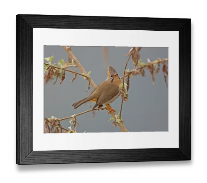 Framed Print : Rufous-vented Yuhina (Yuhina occipitalis occipitalis) adult, perched on stem, Eaglenest Wildlife Sanctuary, Arunachal Pradesh, India, january Framed Print : Rufous-vented Yuhina (Yuhina occipitalis occipitalis) adult, perched on stem, Eaglenest Wildlife Sanctuary, Arunachal Pradesh, India, january