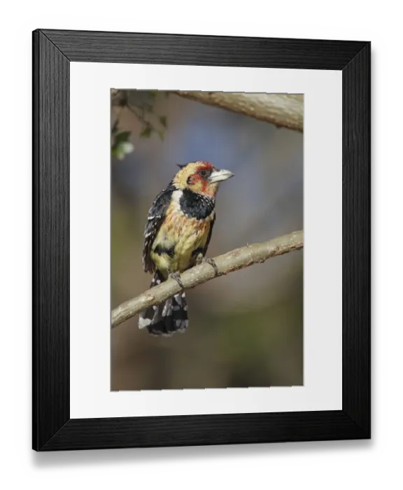 Framed Print : Crested Barbet (Trachyphonus vaillantii) adult male, perched on twig, Pilanesberg N. P. North West Province, South Africa Framed Print : Crested Barbet (Trachyphonus vaillantii) adult male, perched on twig, Pilanesberg N. P. North West Province, South Africa