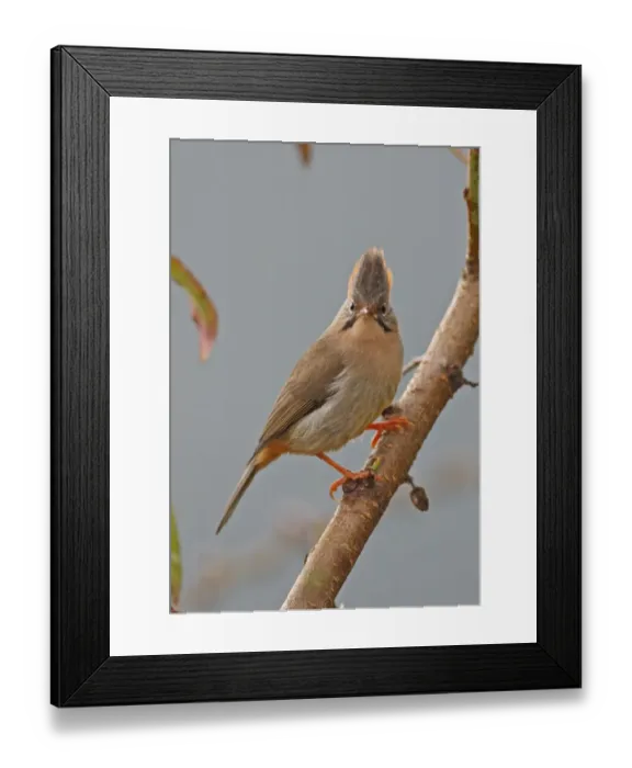 Framed Print : Rufous-vented Yuhina (Yuhina occipitalis occipitalis) adult, perched on branch, Eaglenest Wildlife Sanctuary, Arunachal Pradesh, India, january Framed Print : Rufous-vented Yuhina (Yuhina occipitalis occipitalis) adult, perched on branch, Eaglenest Wildlife Sanctuary, Arunachal Pradesh, India, january