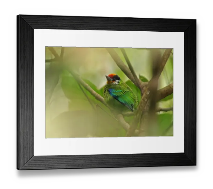 Framed Print : Golden-throated Barbet (Megalaima franklinii franklinii) adult, perched amongst dense foliage, Eaglenest Wildlife Sanctuary, Arunachal Pradesh, India, january Framed Print : Golden-throated Barbet (Megalaima franklinii franklinii) adult, perched amongst dense foliage, Eaglenest Wildlife Sanctuary, Arunachal Pradesh, India, january